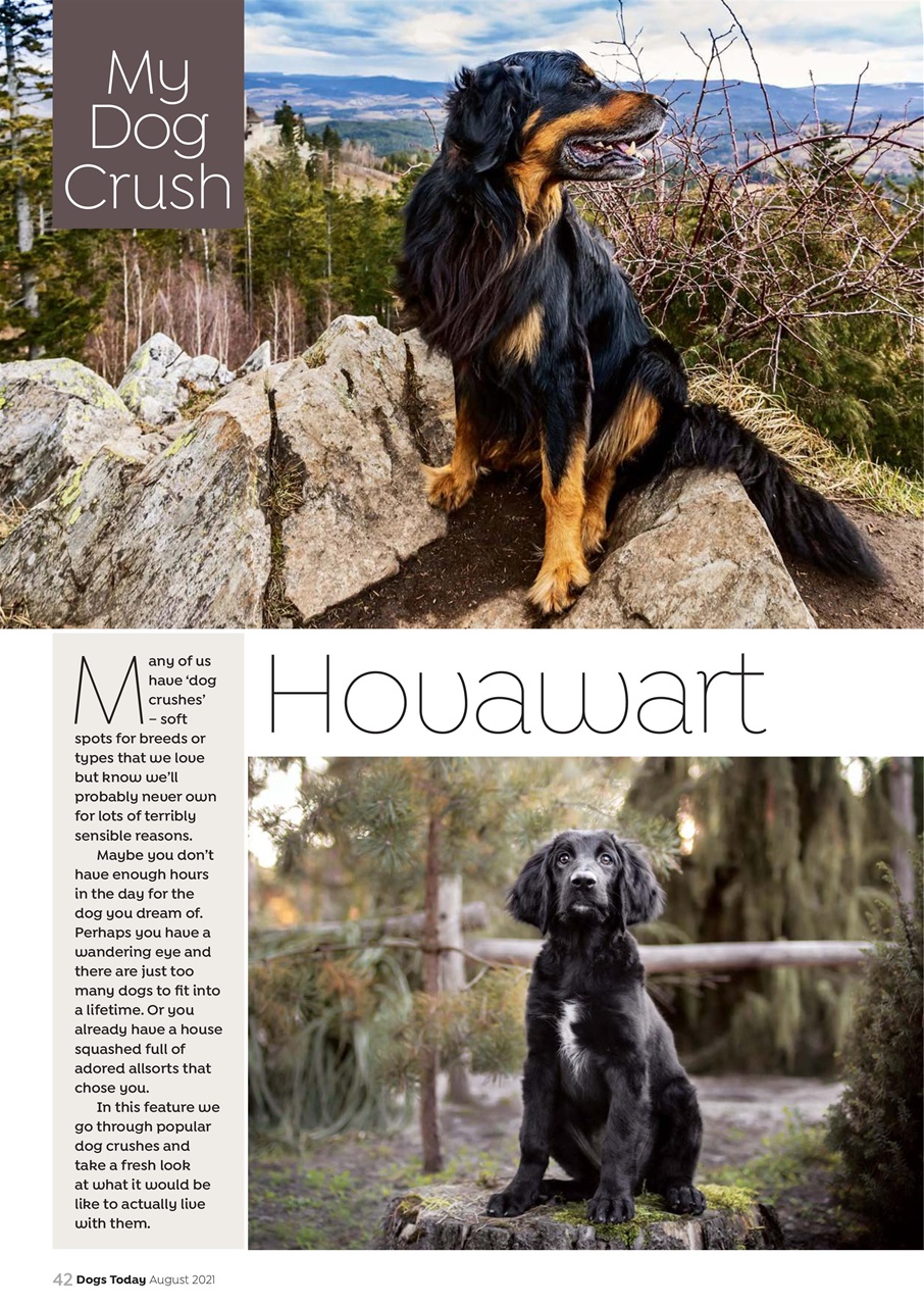 Dogs Today Magazine Preview Pages