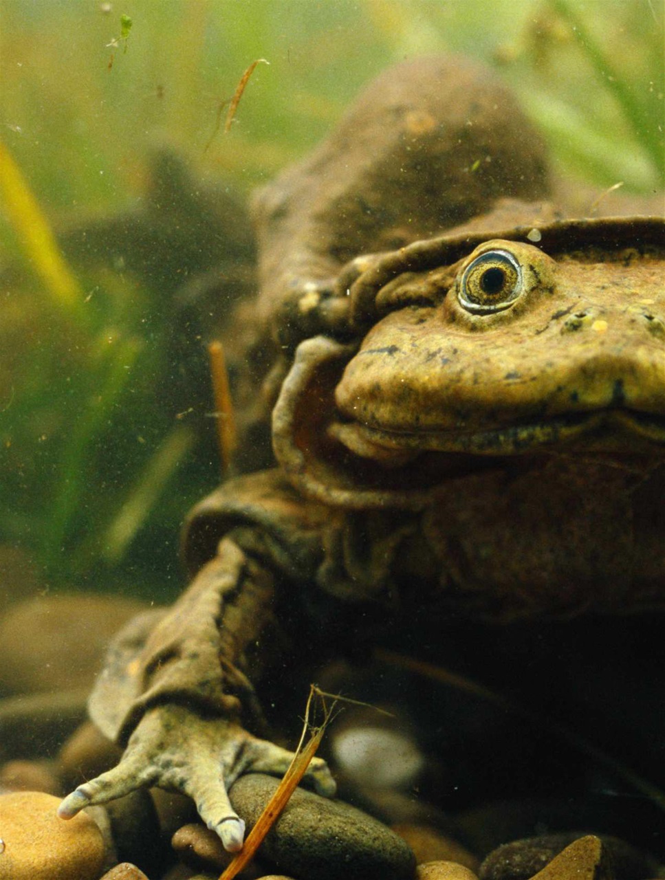 BBC Science Focus Magazine Preview Pages