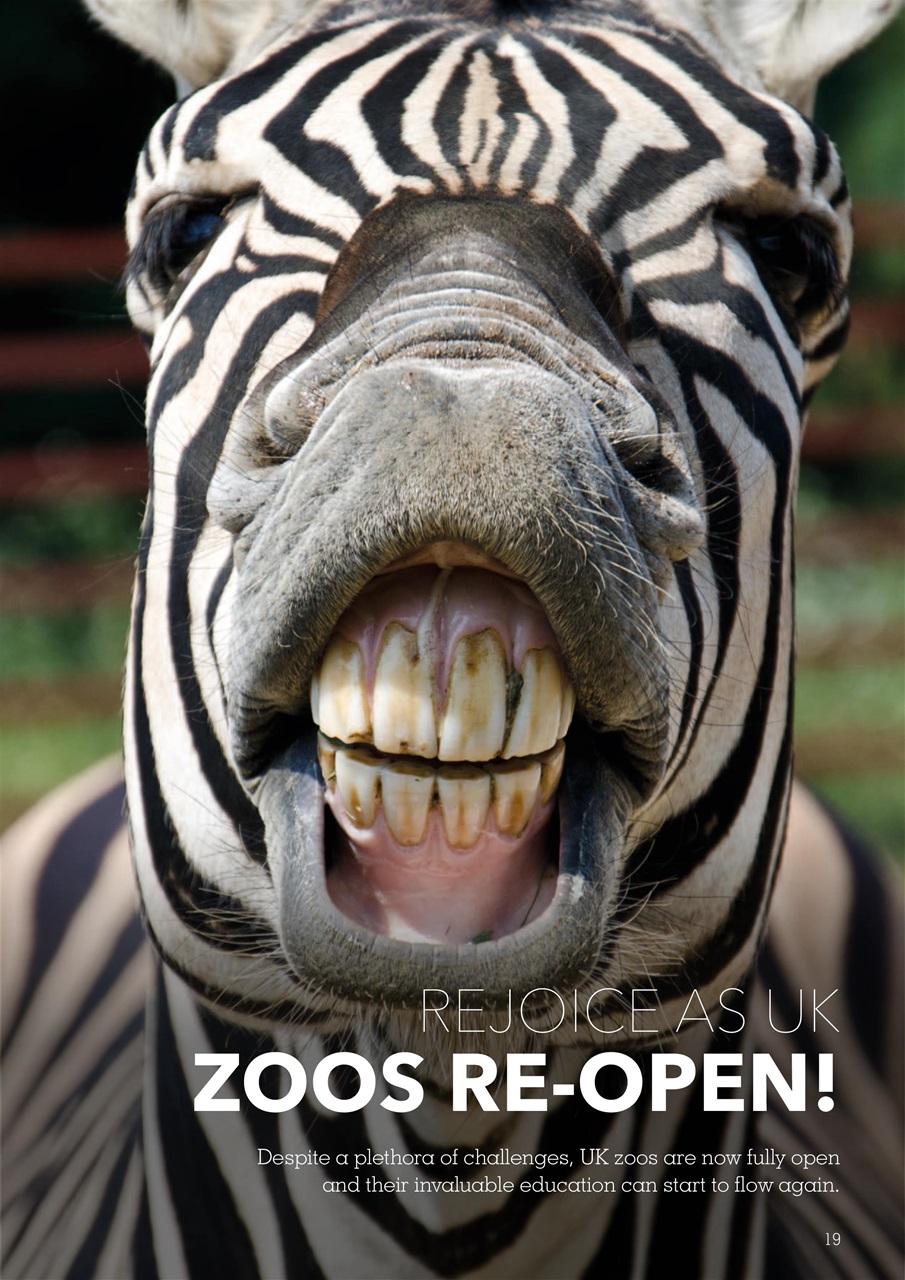 Exotics Keeper Preview Pages