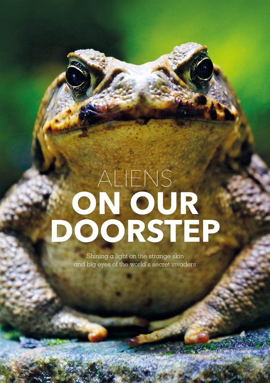 Exotics Keeper Preview Pages