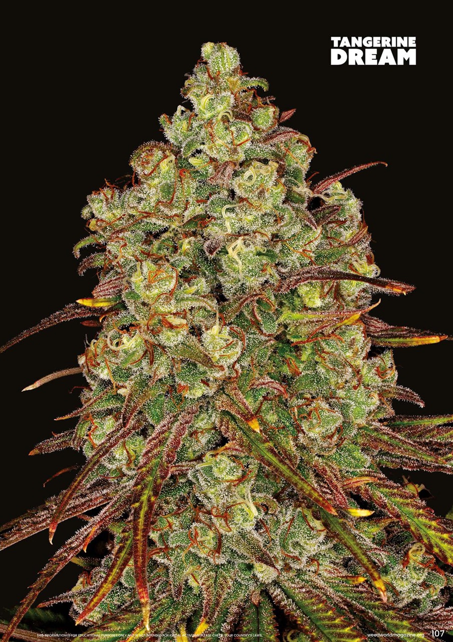 Weed World Preview Pages