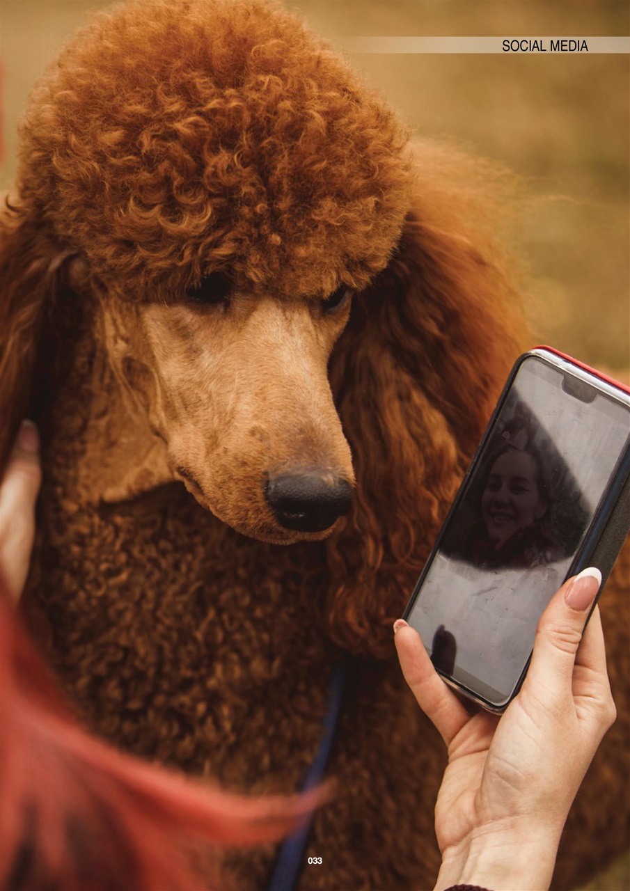 Edition Dog Preview Pages