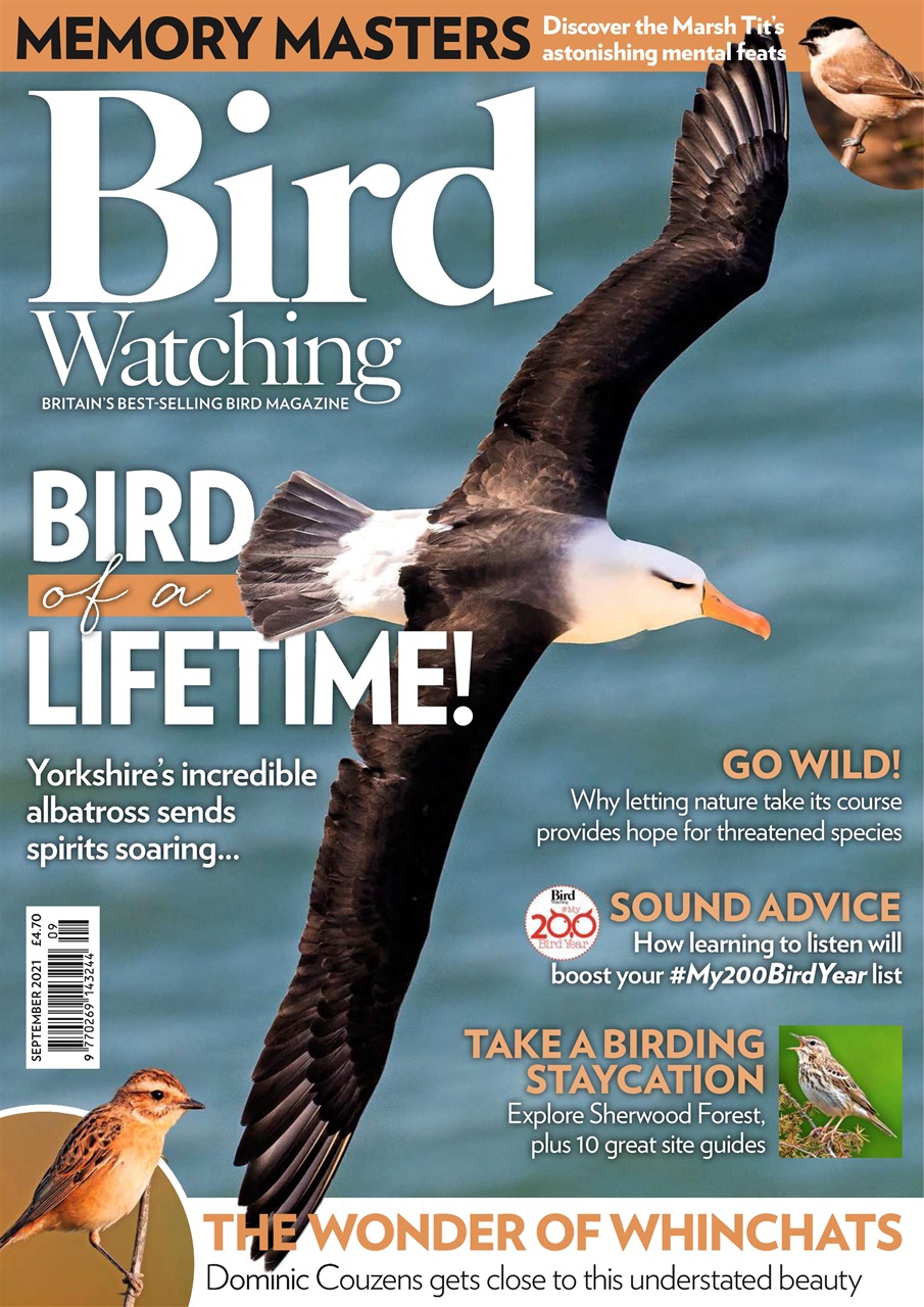 Bird Watching Preview Pages