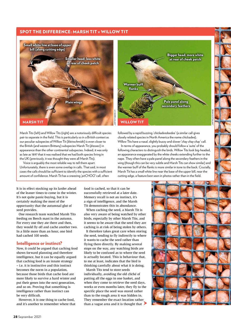 Bird Watching Preview Pages