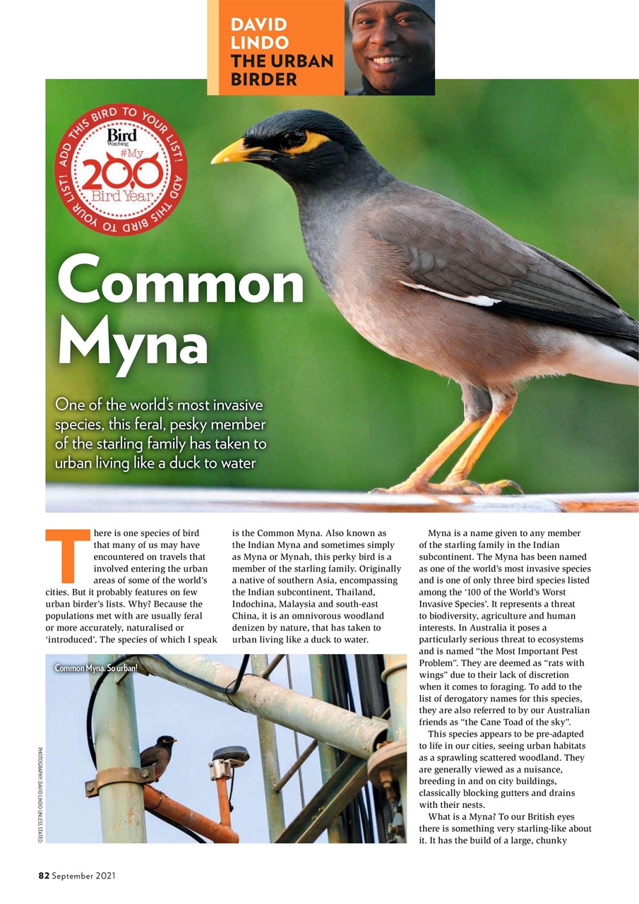 Bird Watching Preview Pages