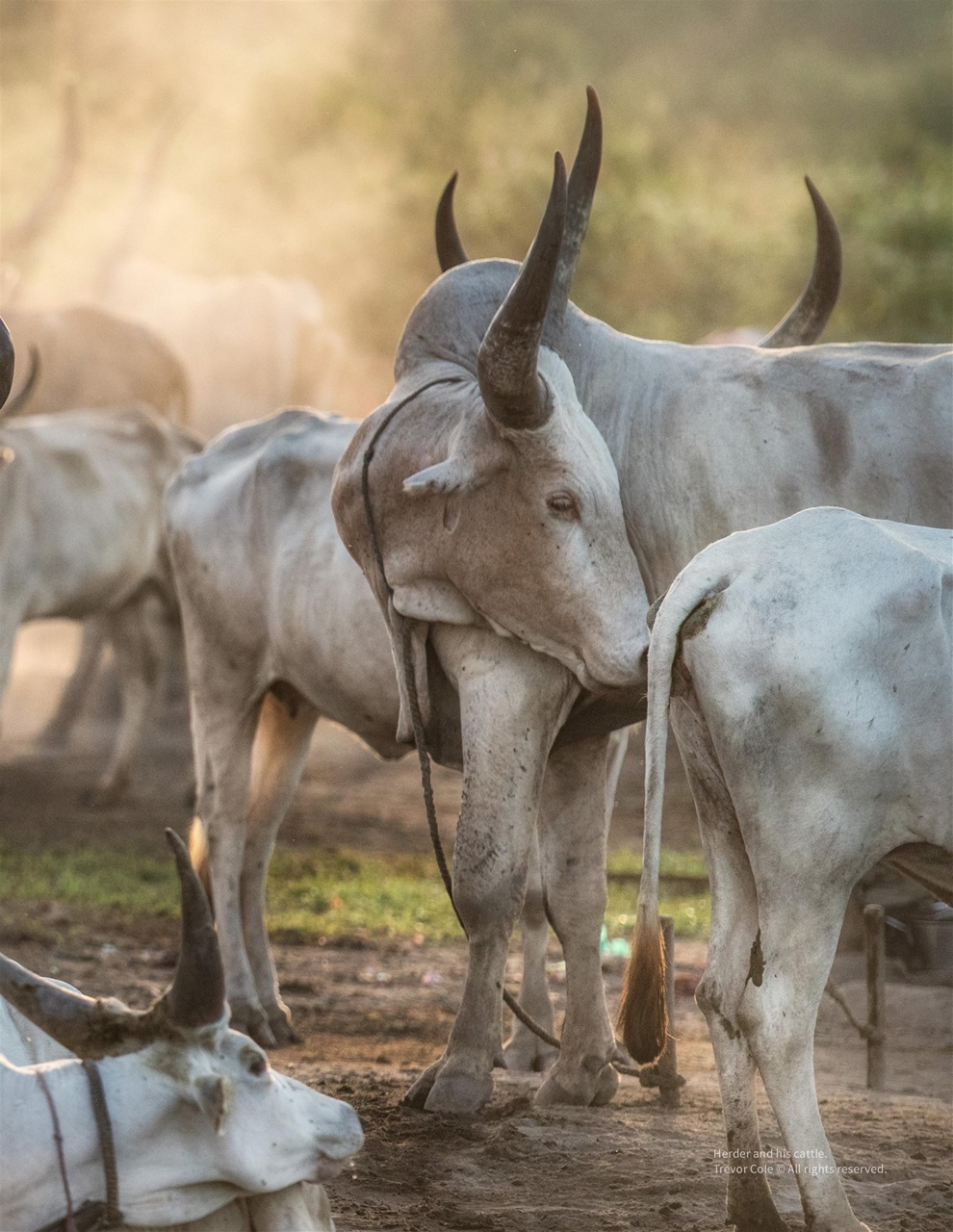 Lens Magazine Preview Pages