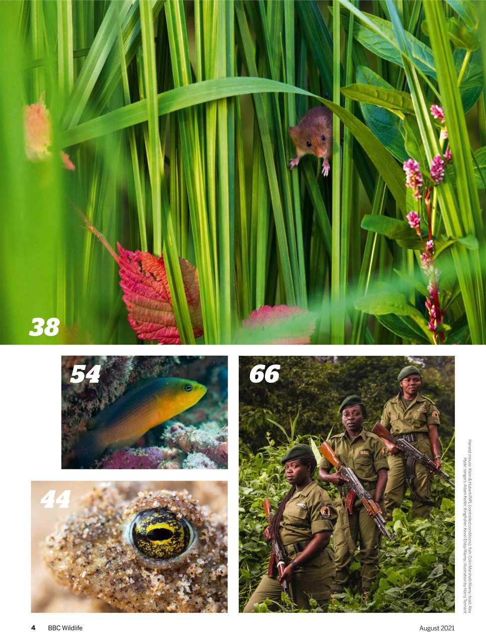 BBC Wildlife Magazine Preview Pages