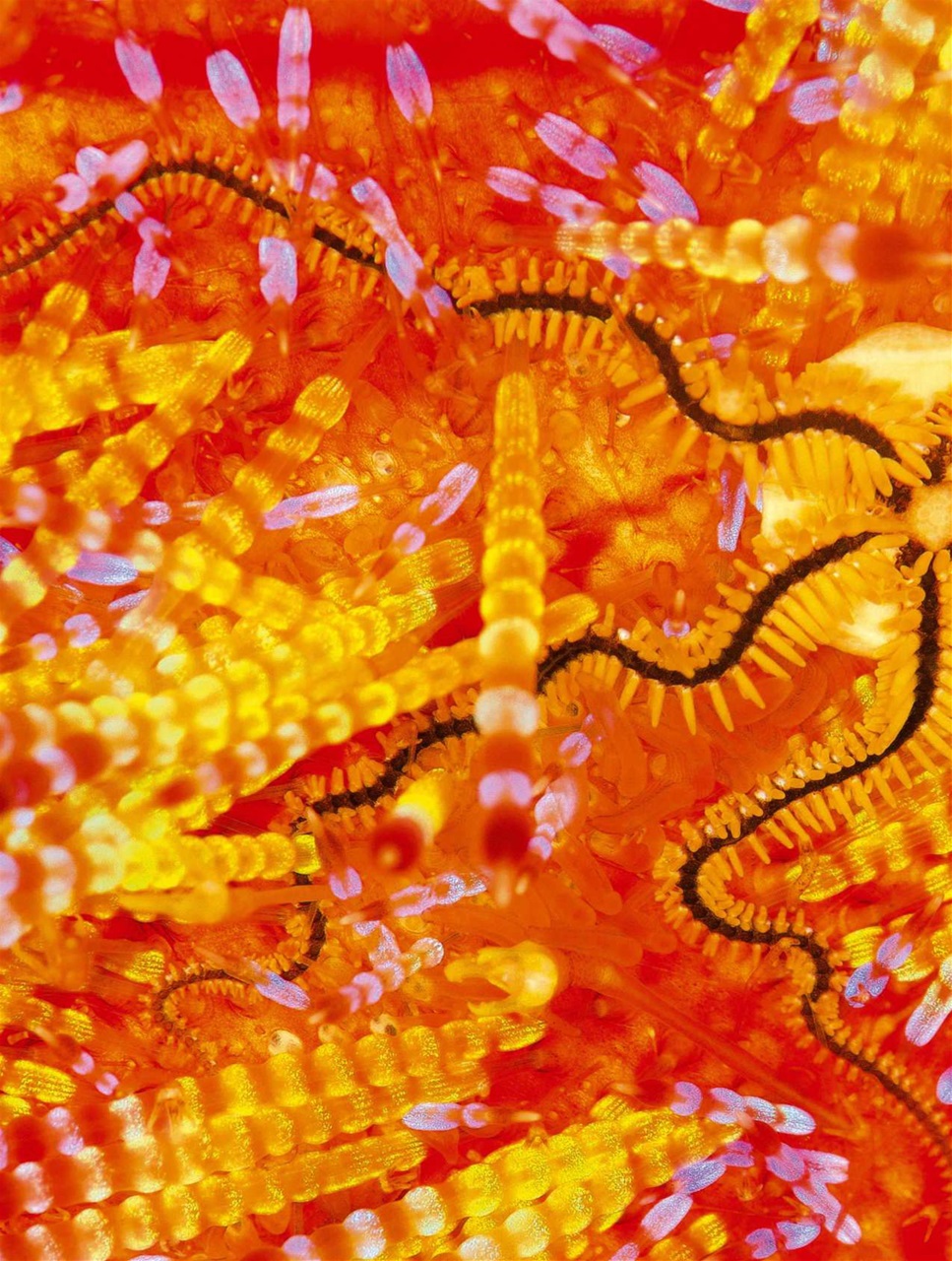 BBC Wildlife Magazine Preview Pages