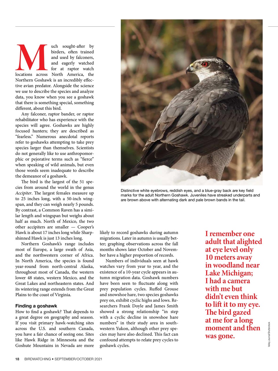 BirdWatching Preview Pages