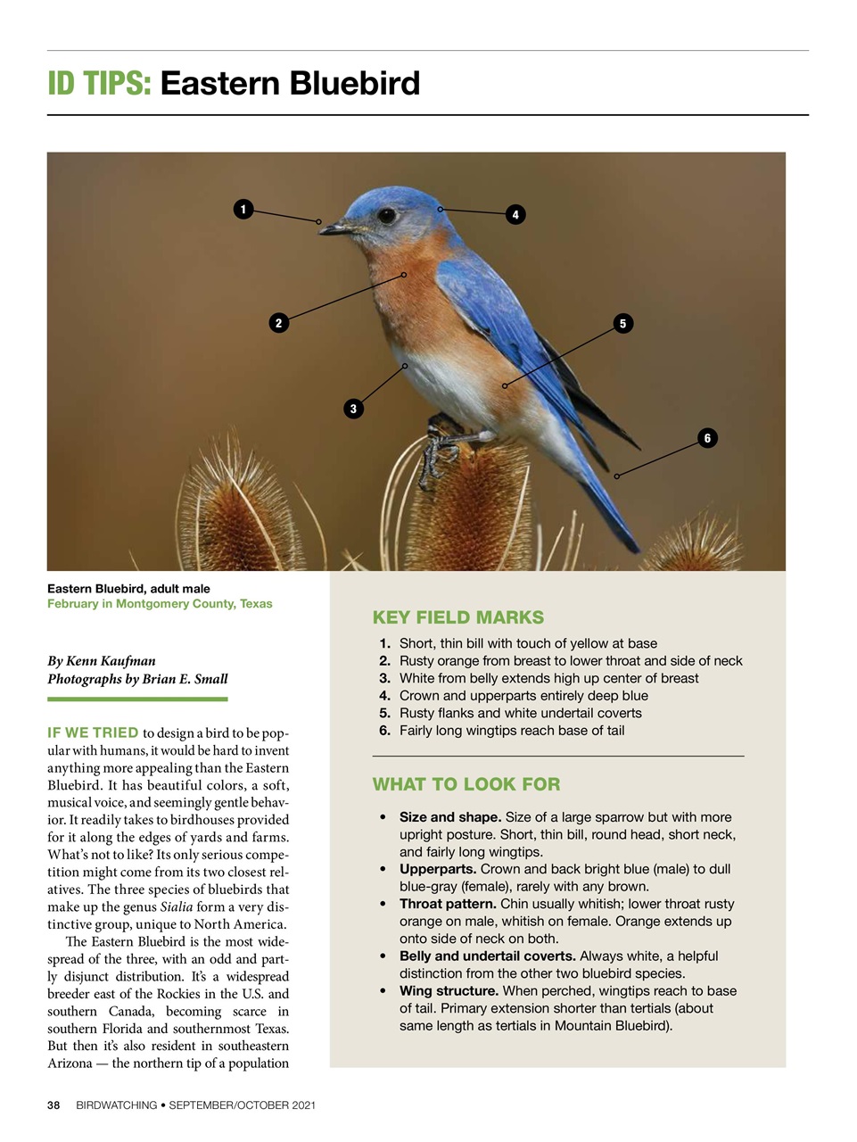 BirdWatching Preview Pages