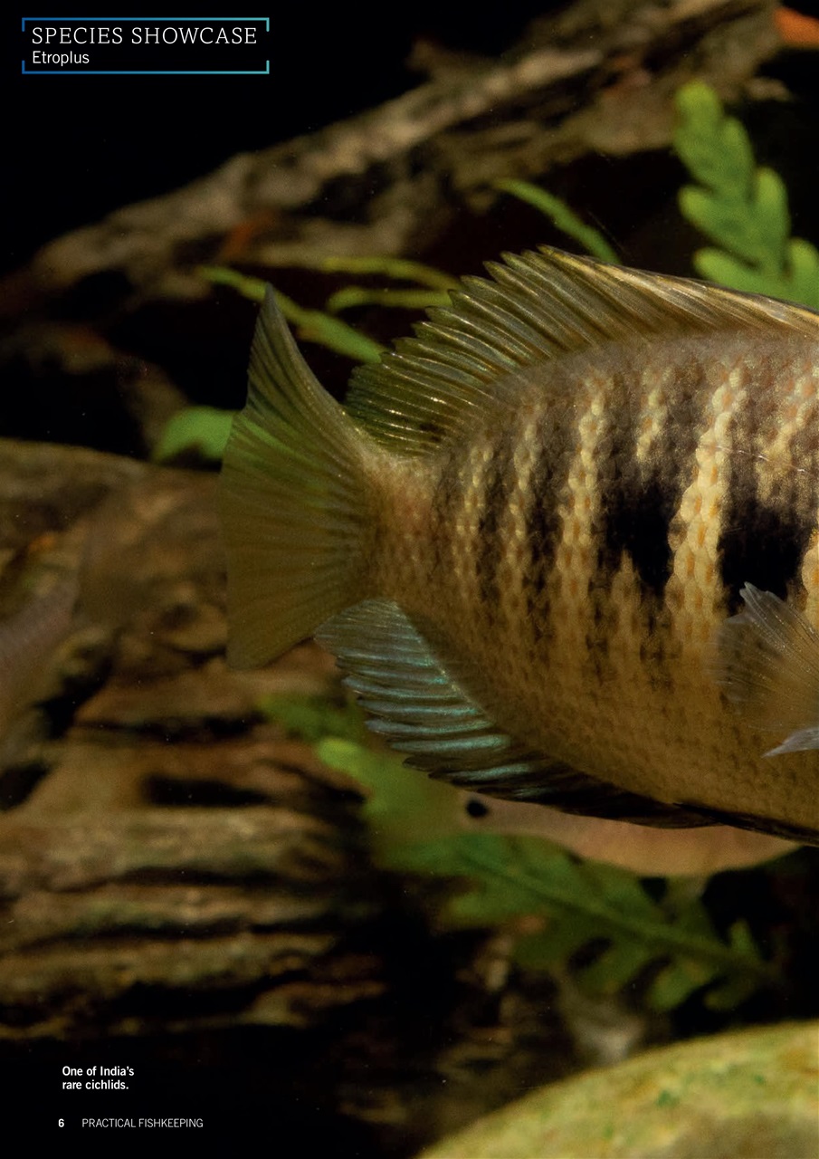 Practical Fishkeeping Preview Pages