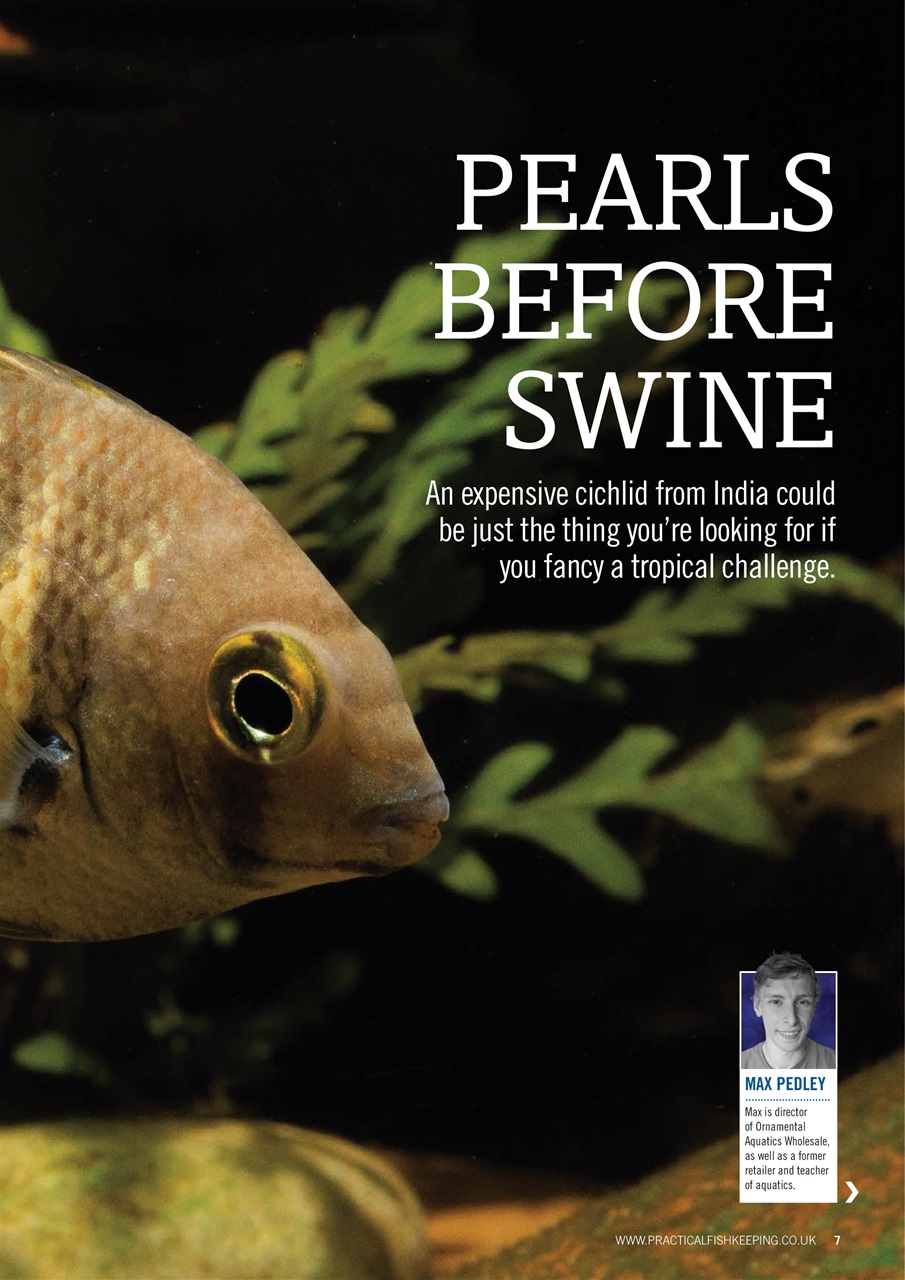 Practical Fishkeeping Preview Pages