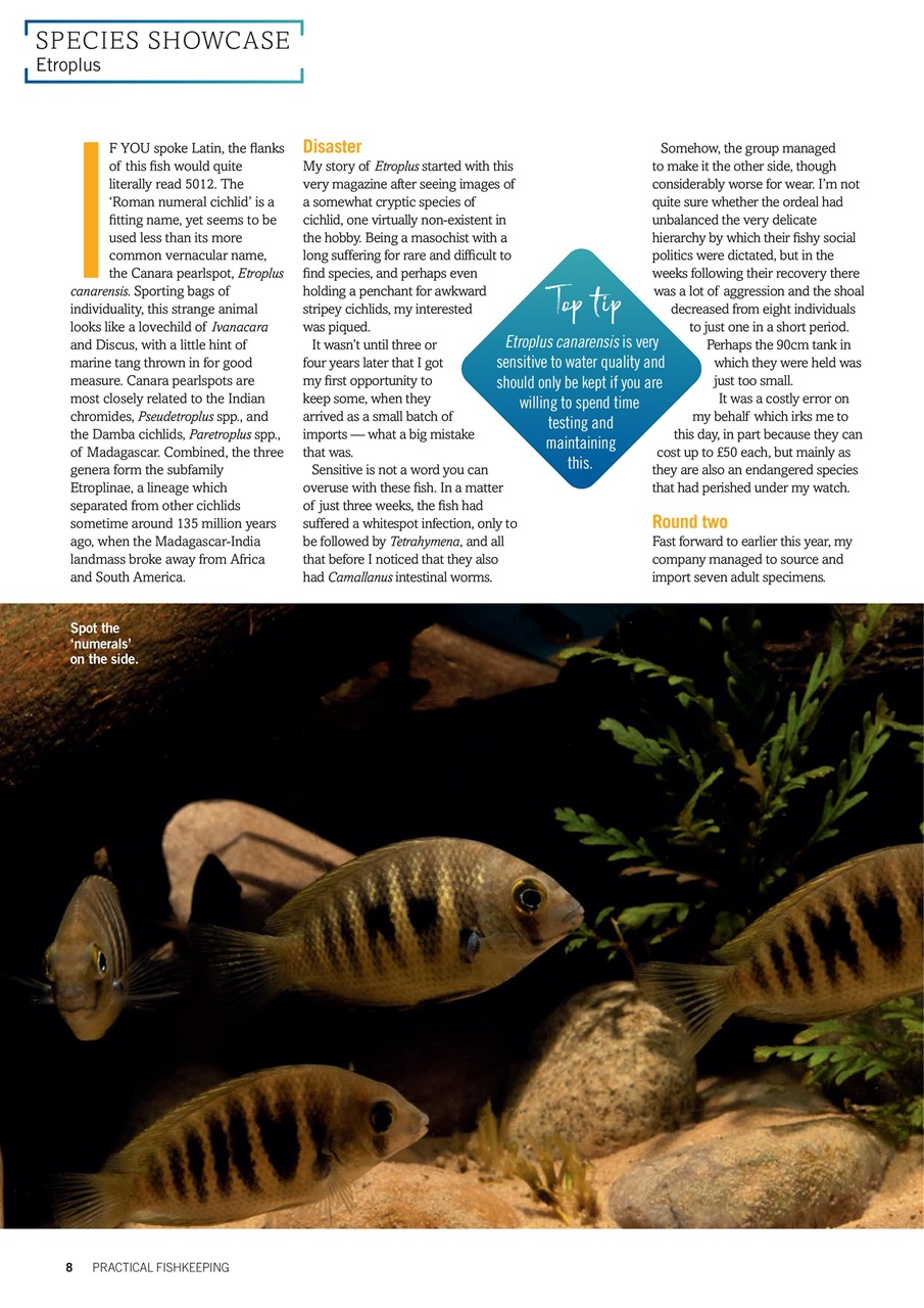 Practical Fishkeeping Preview Pages
