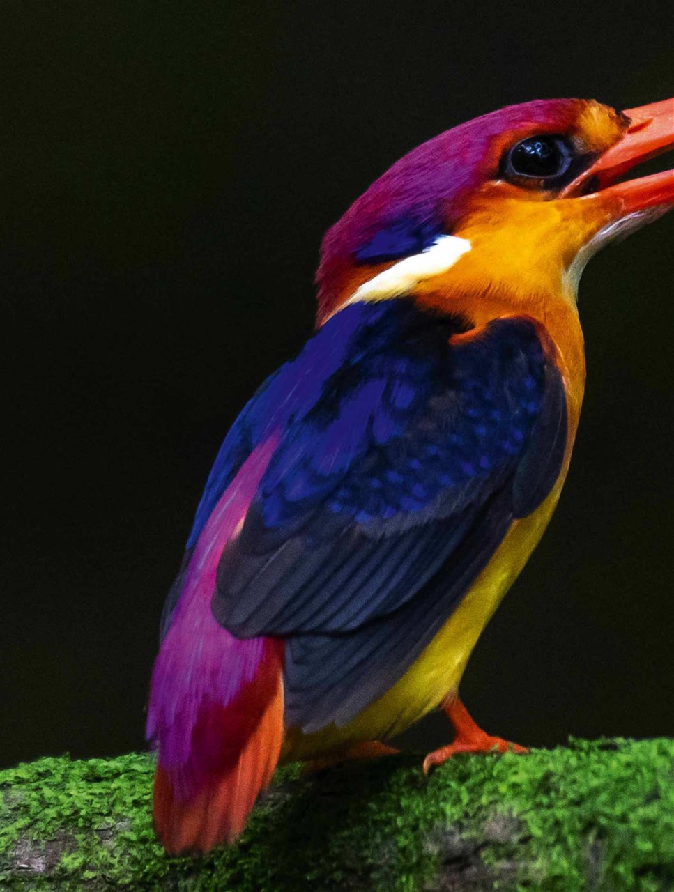 BBC Science Focus Magazine Preview Pages