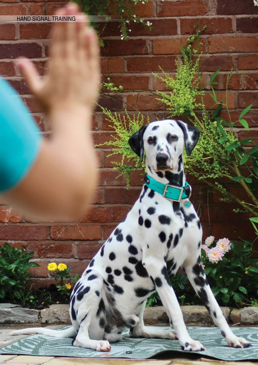 Edition Dog Preview Pages