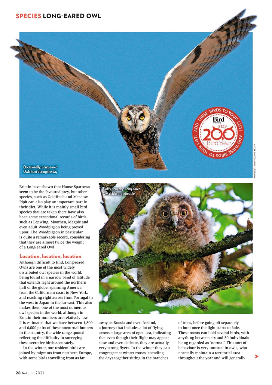 Bird Watching Preview Pages