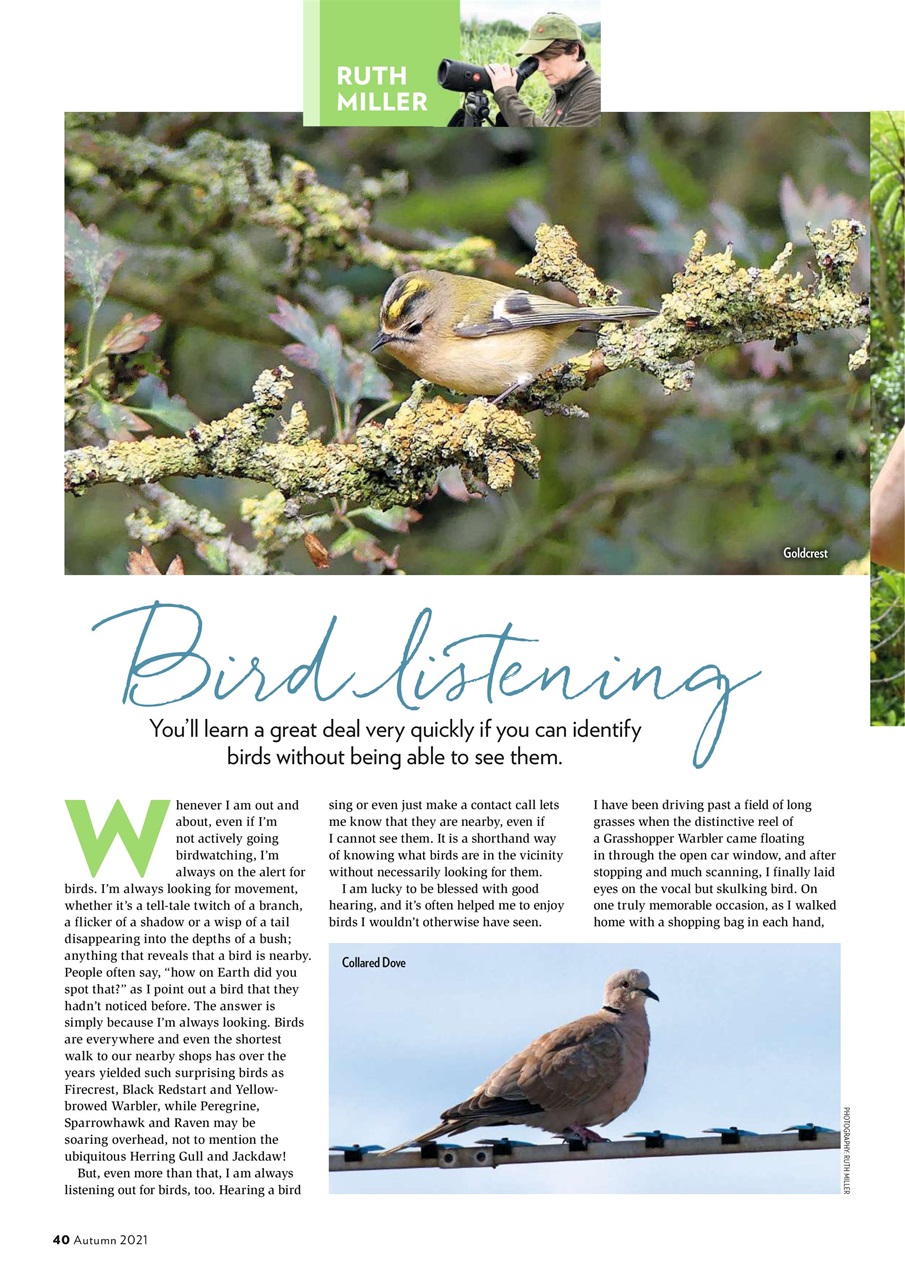 Bird Watching Preview Pages