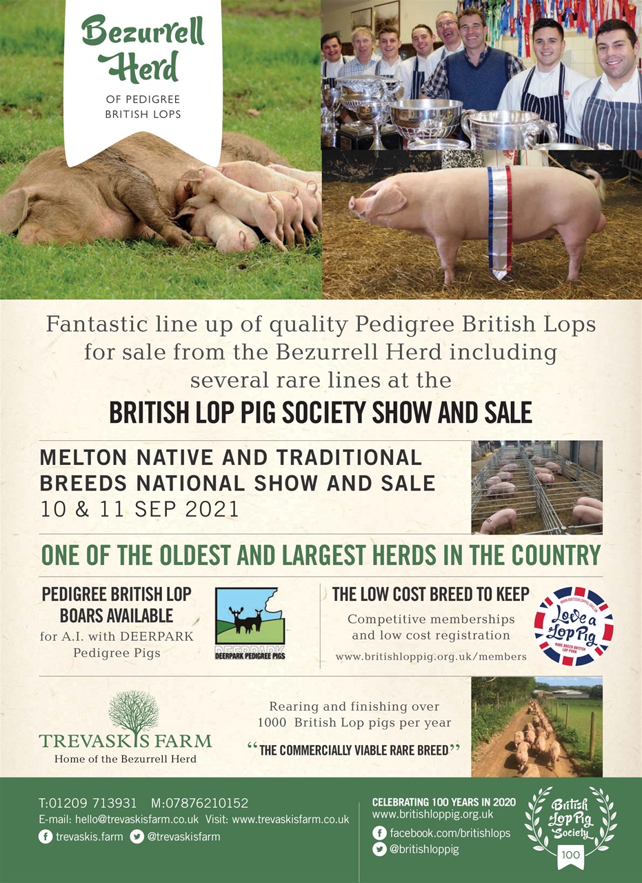 Practical Pigs Preview Pages