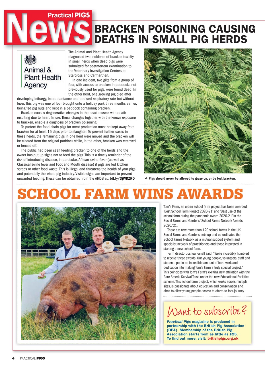 Practical Pigs Preview Pages