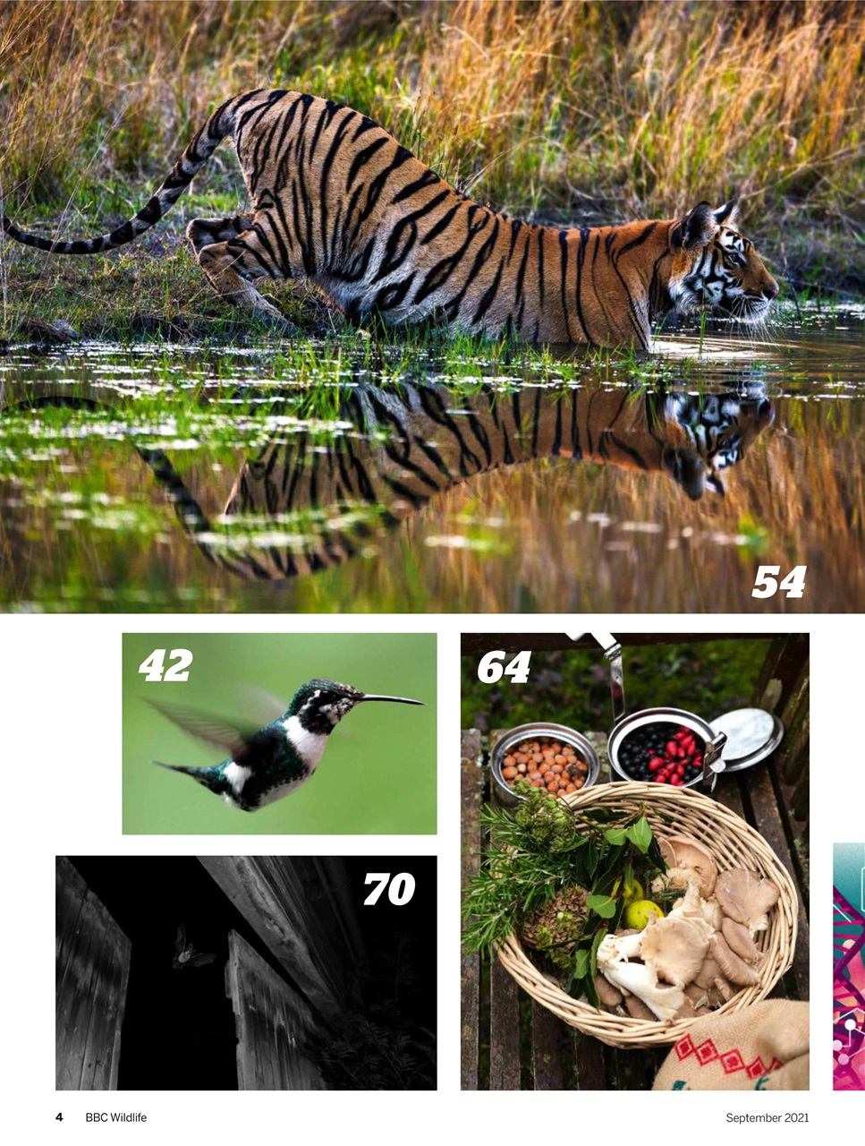 BBC Wildlife Magazine Preview Pages