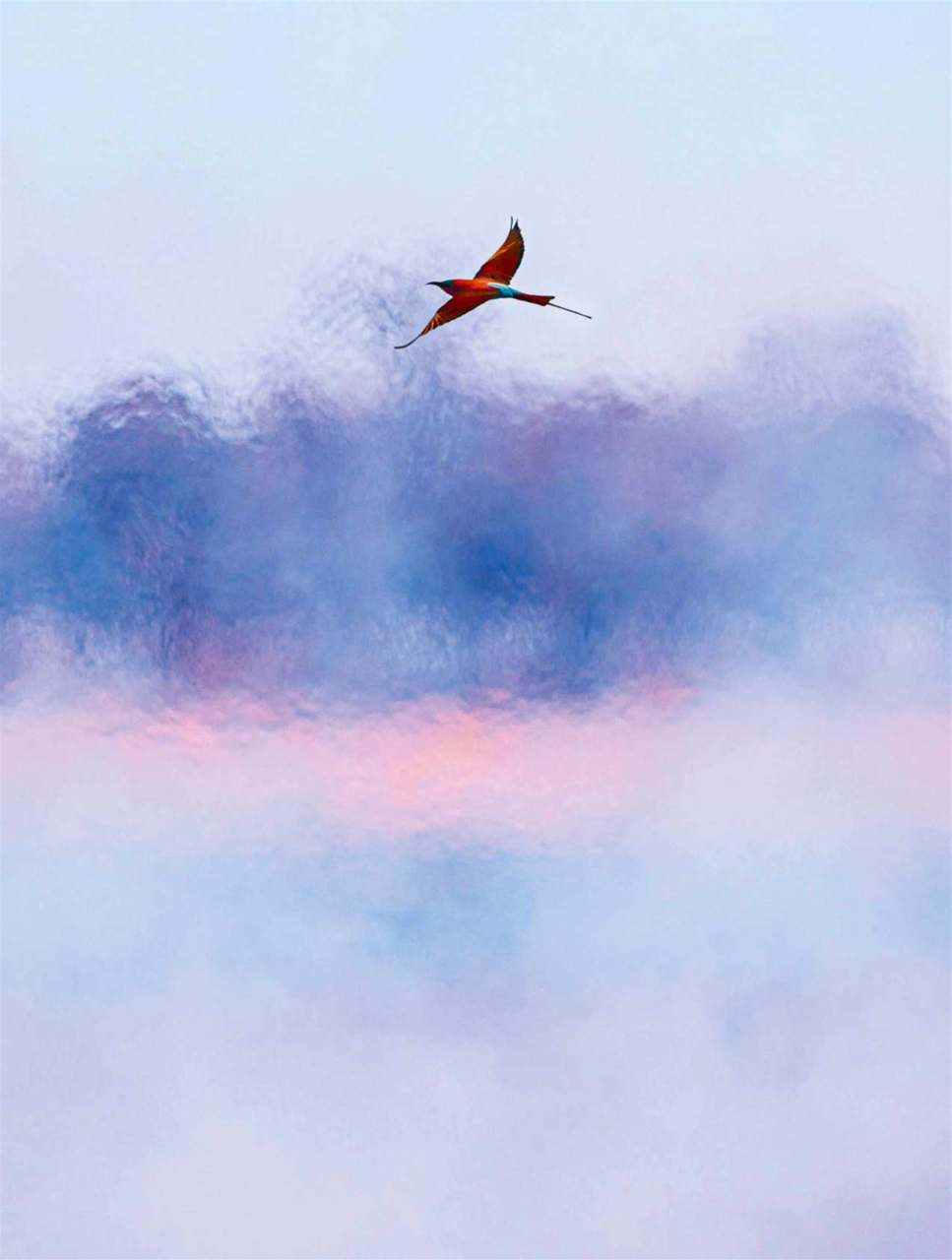 BBC Wildlife Magazine Preview Pages