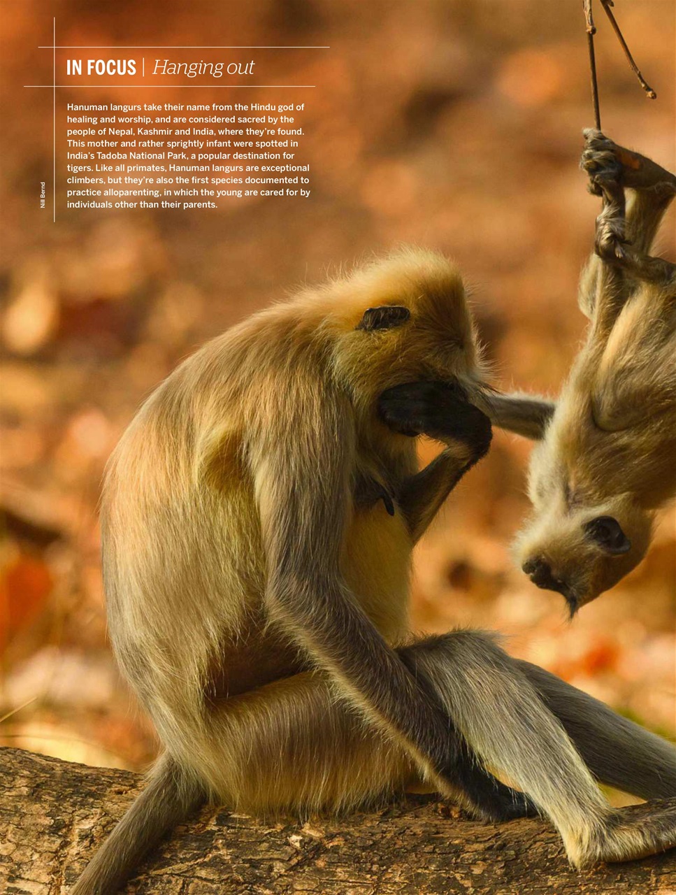 BBC Wildlife Magazine Preview Pages