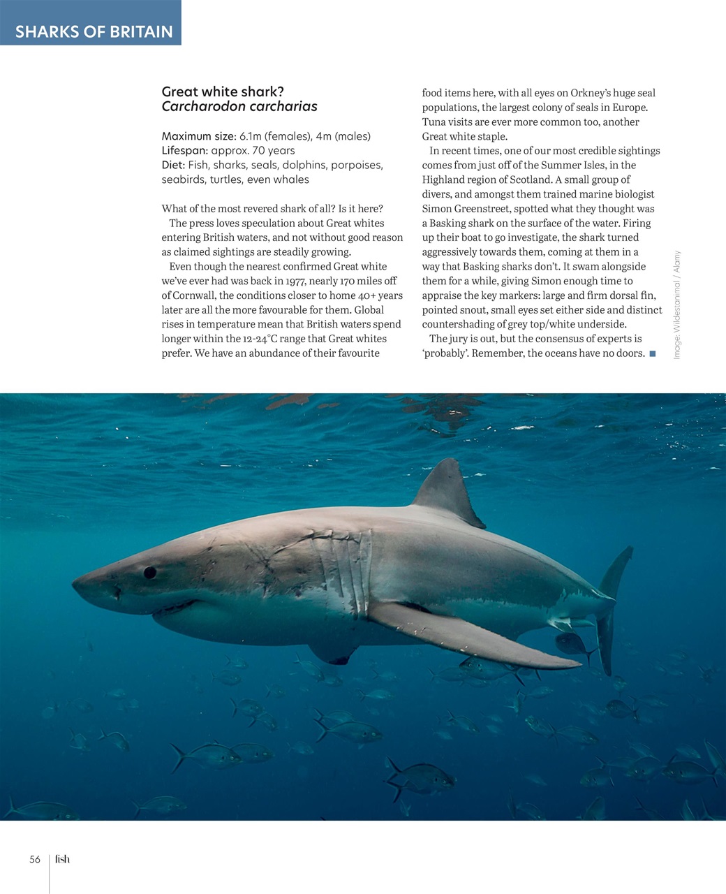 Practical Fishkeeping Preview Pages