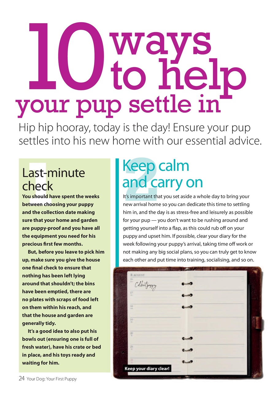 Your Dog Preview Pages