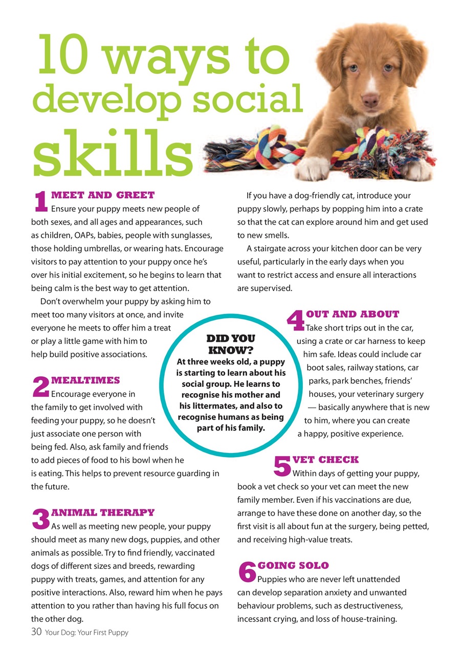 Your Dog Preview Pages