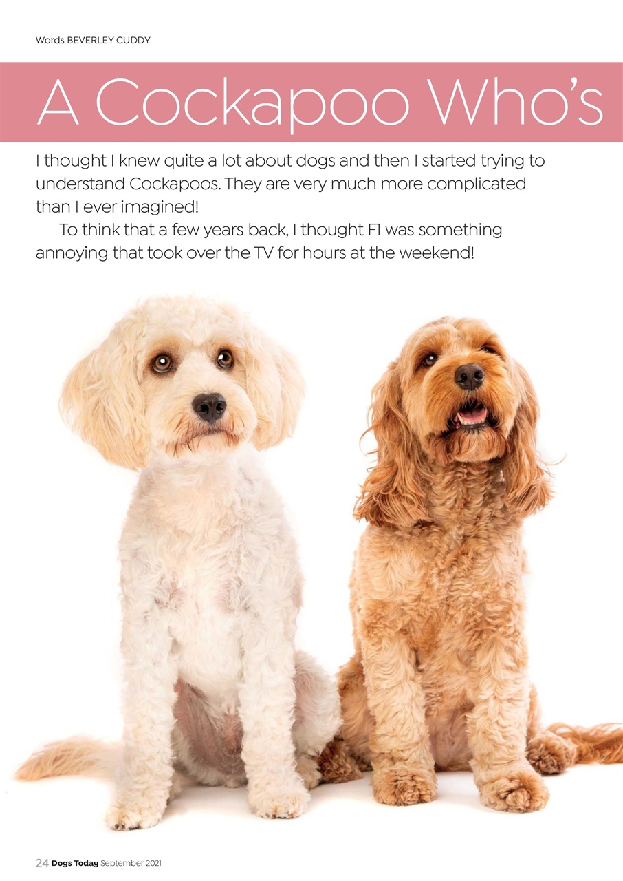 Dogs Today Magazine Preview Pages