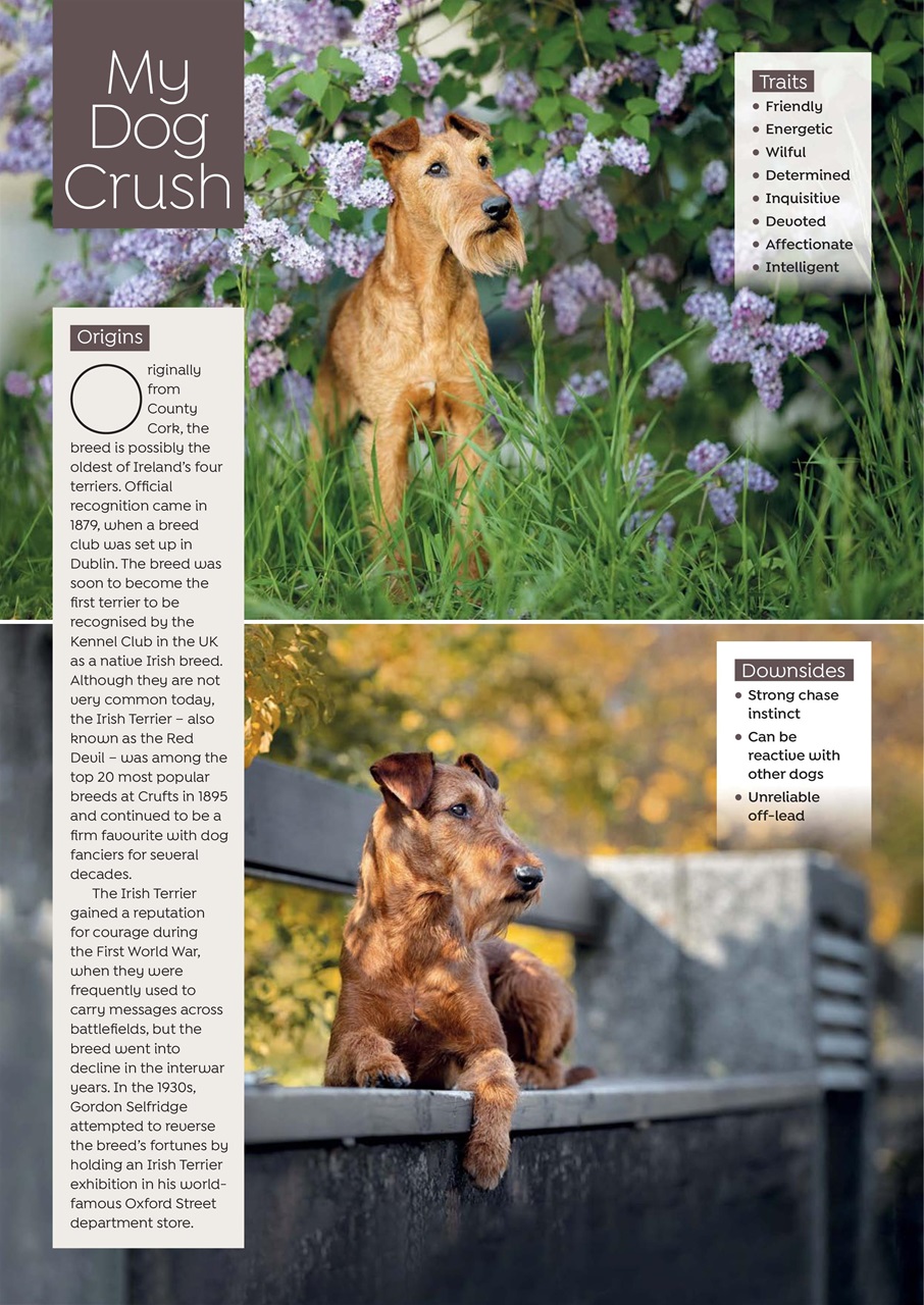 Dogs Today Magazine Preview Pages