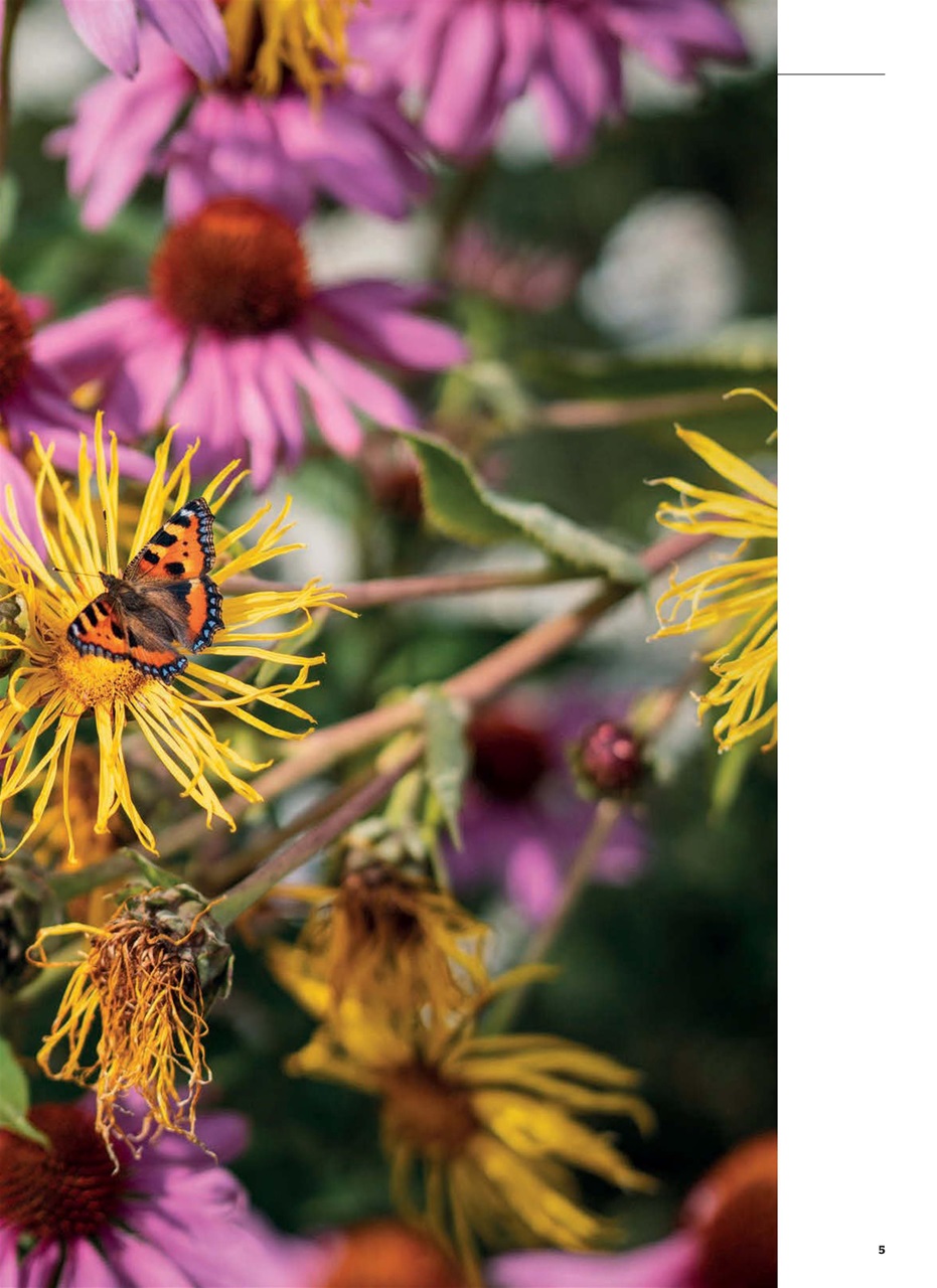 Amateur Photographer Preview Pages