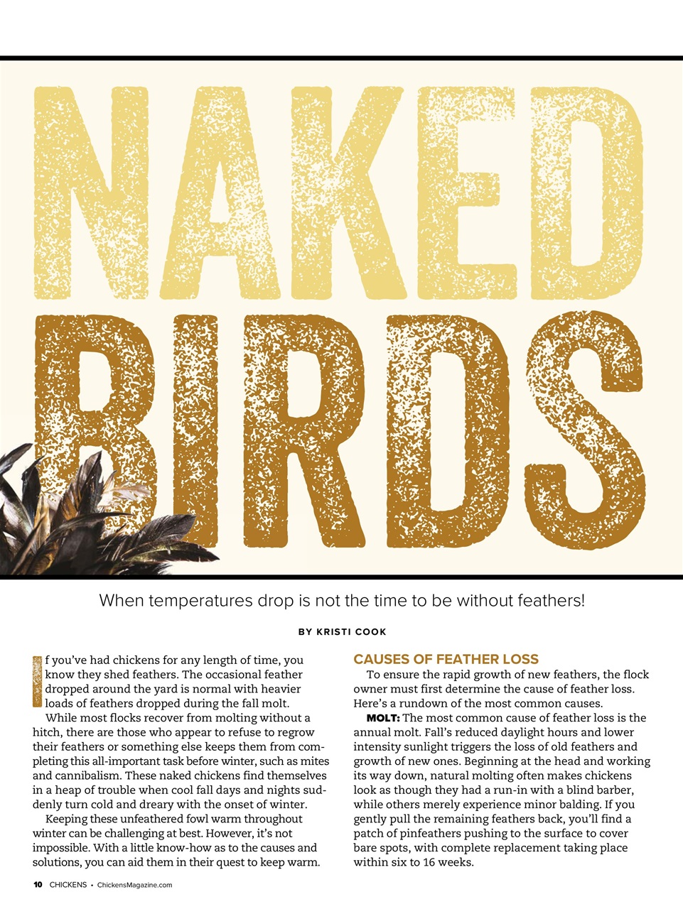 Chickens Magazine Preview Pages