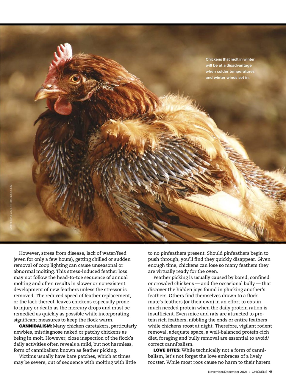 Chickens Magazine Preview Pages