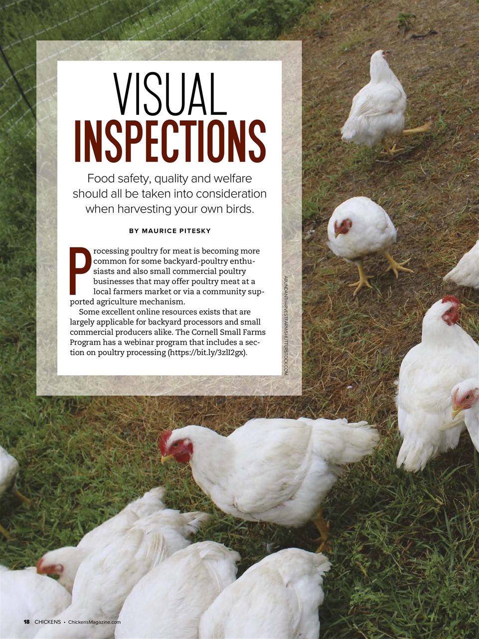 Chickens Magazine Preview Pages