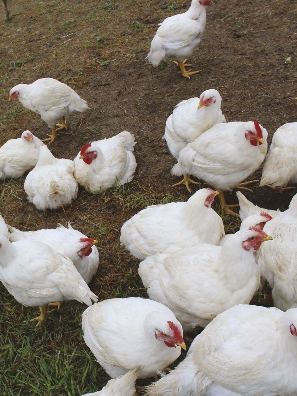 Chickens Magazine Preview Pages