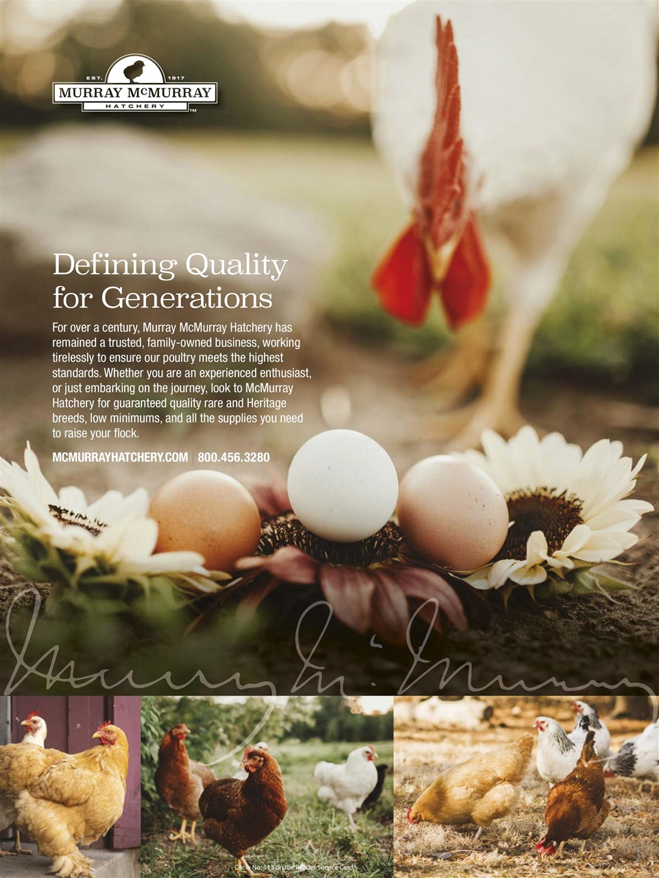 Chickens Magazine Preview Pages