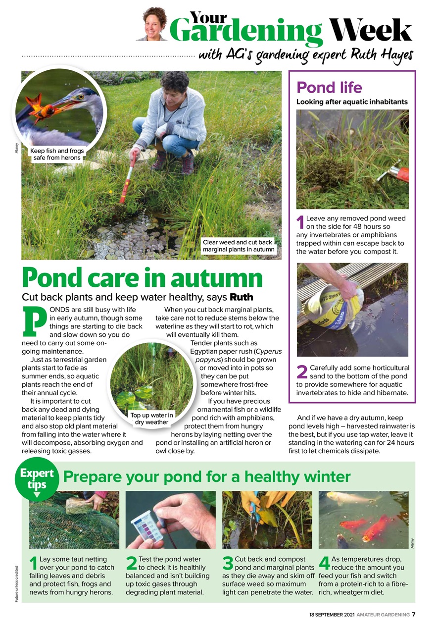 Amateur Gardening Preview Pages