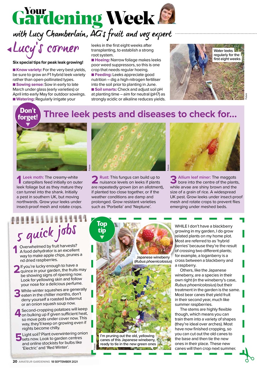 Amateur Gardening Preview Pages