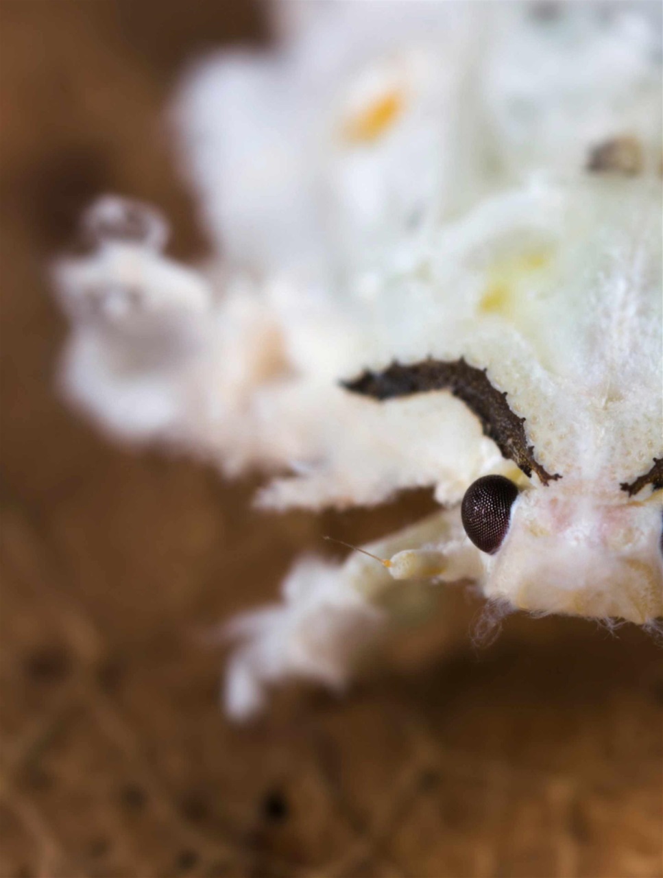 BBC Science Focus Magazine Preview Pages