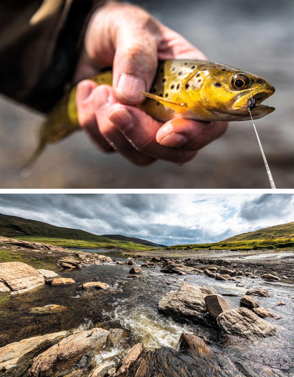 Trout & Salmon Preview Pages