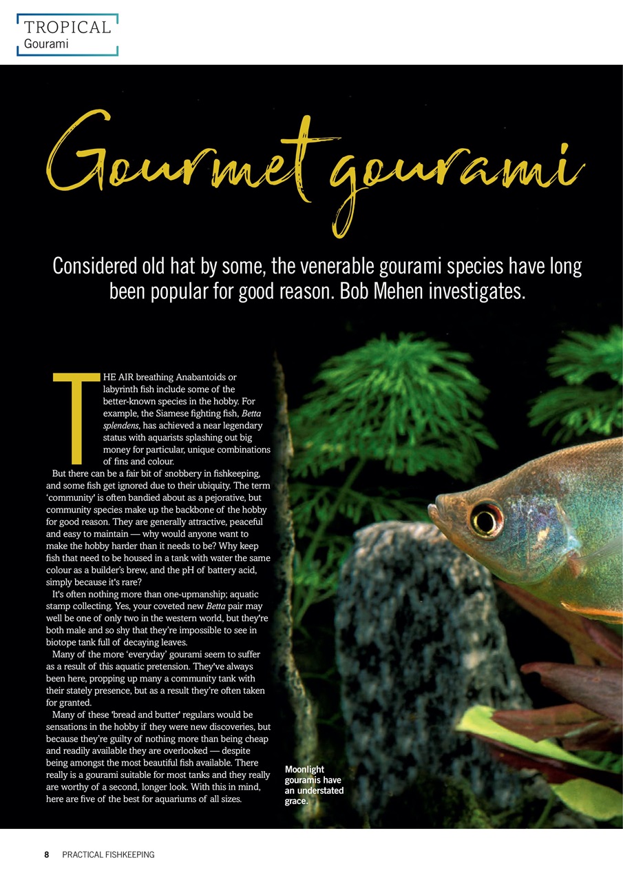 Practical Fishkeeping Preview Pages