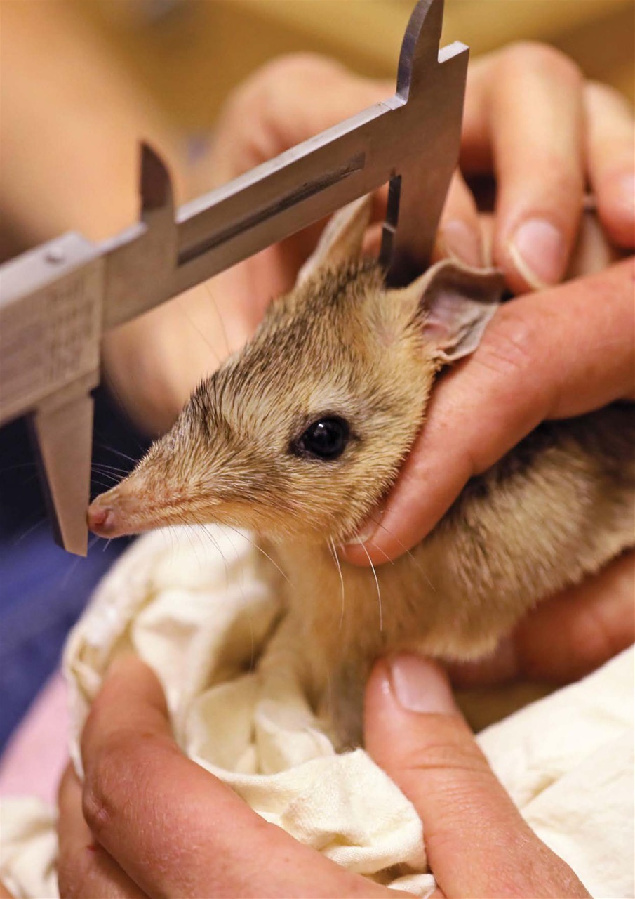 Wildlife Australia Preview Pages