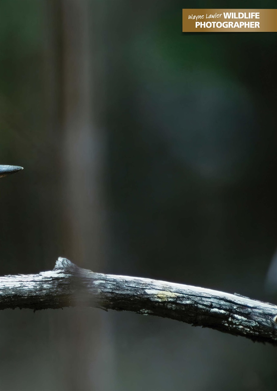 Wildlife Australia Preview Pages