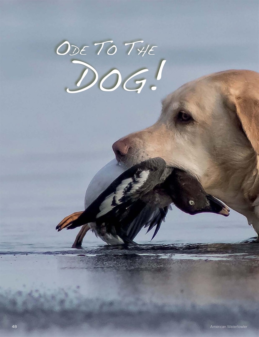 American Waterfowler Preview Pages