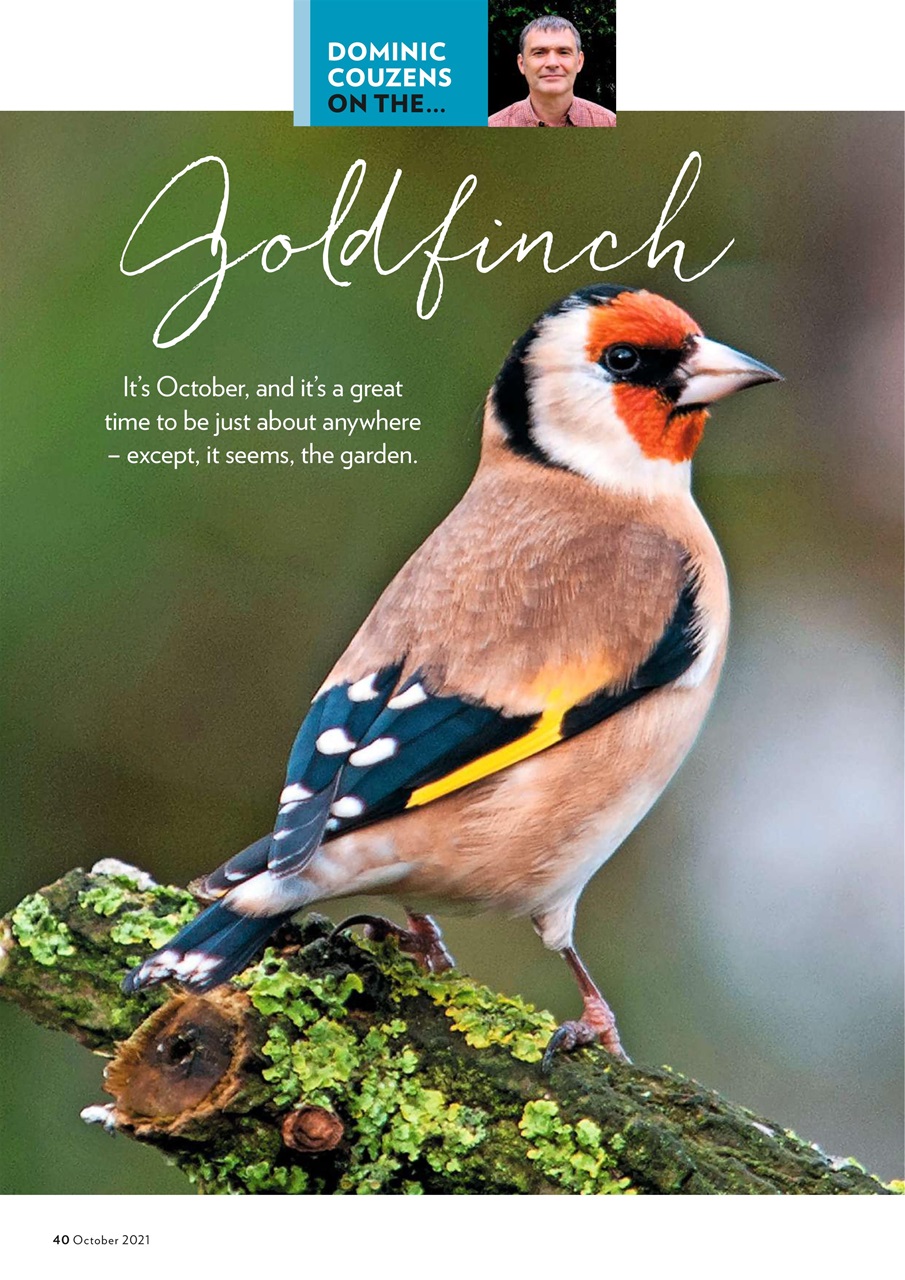 Bird Watching Preview Pages