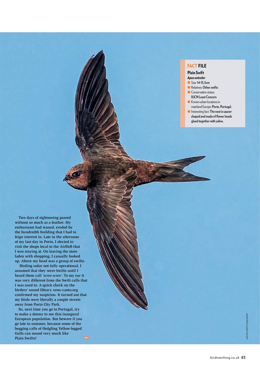 Bird Watching Preview Pages