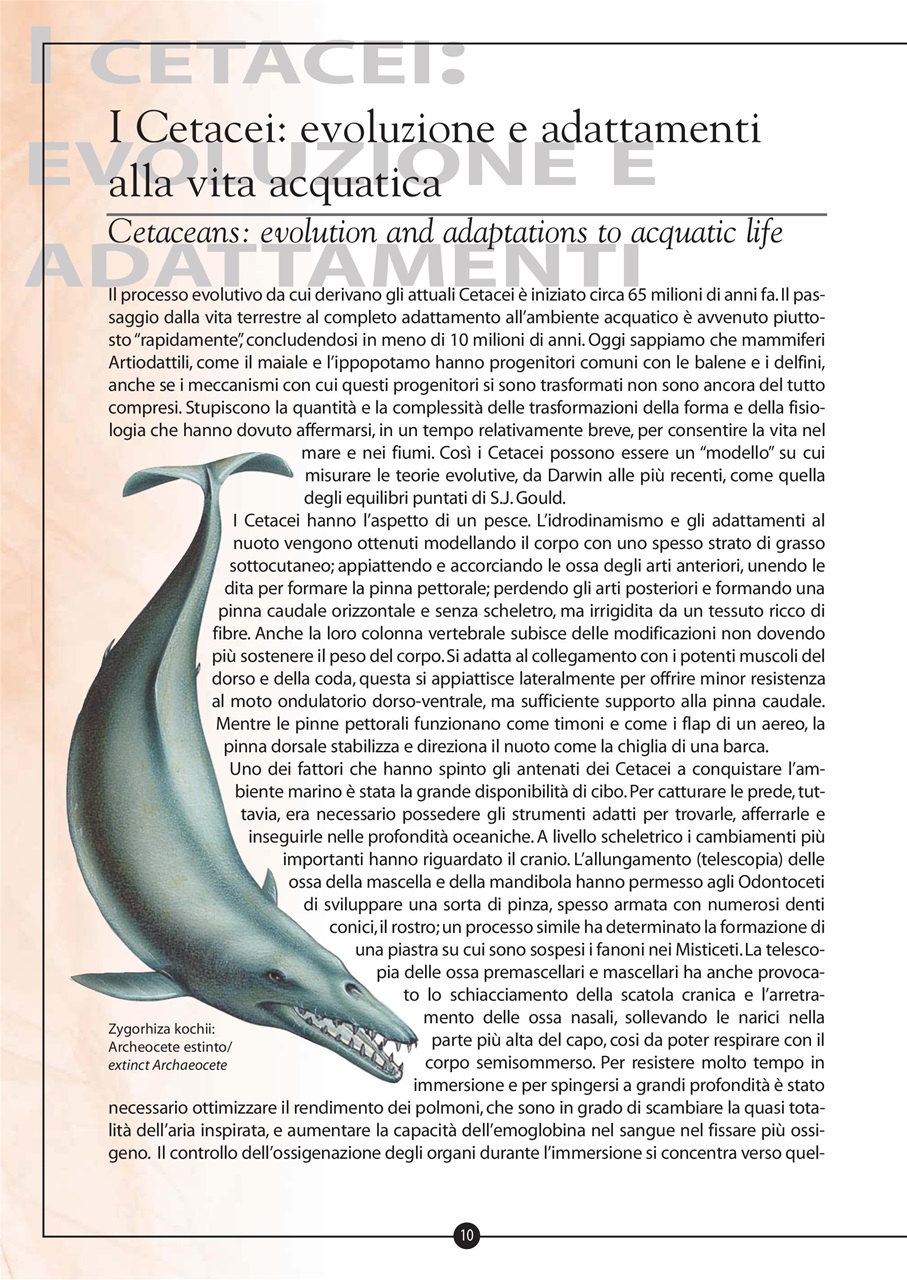 Model Time Preview Pages