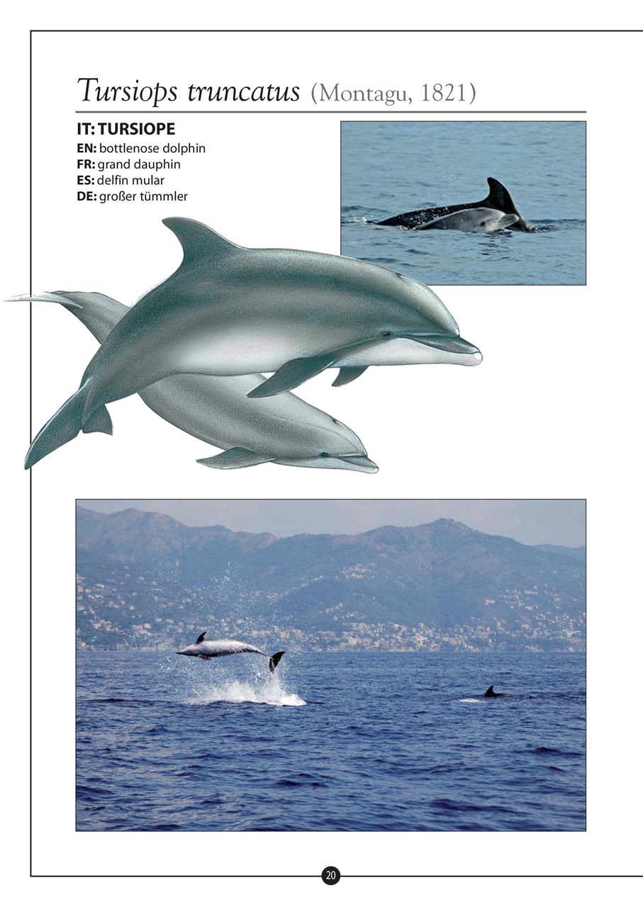 Model Time Preview Pages