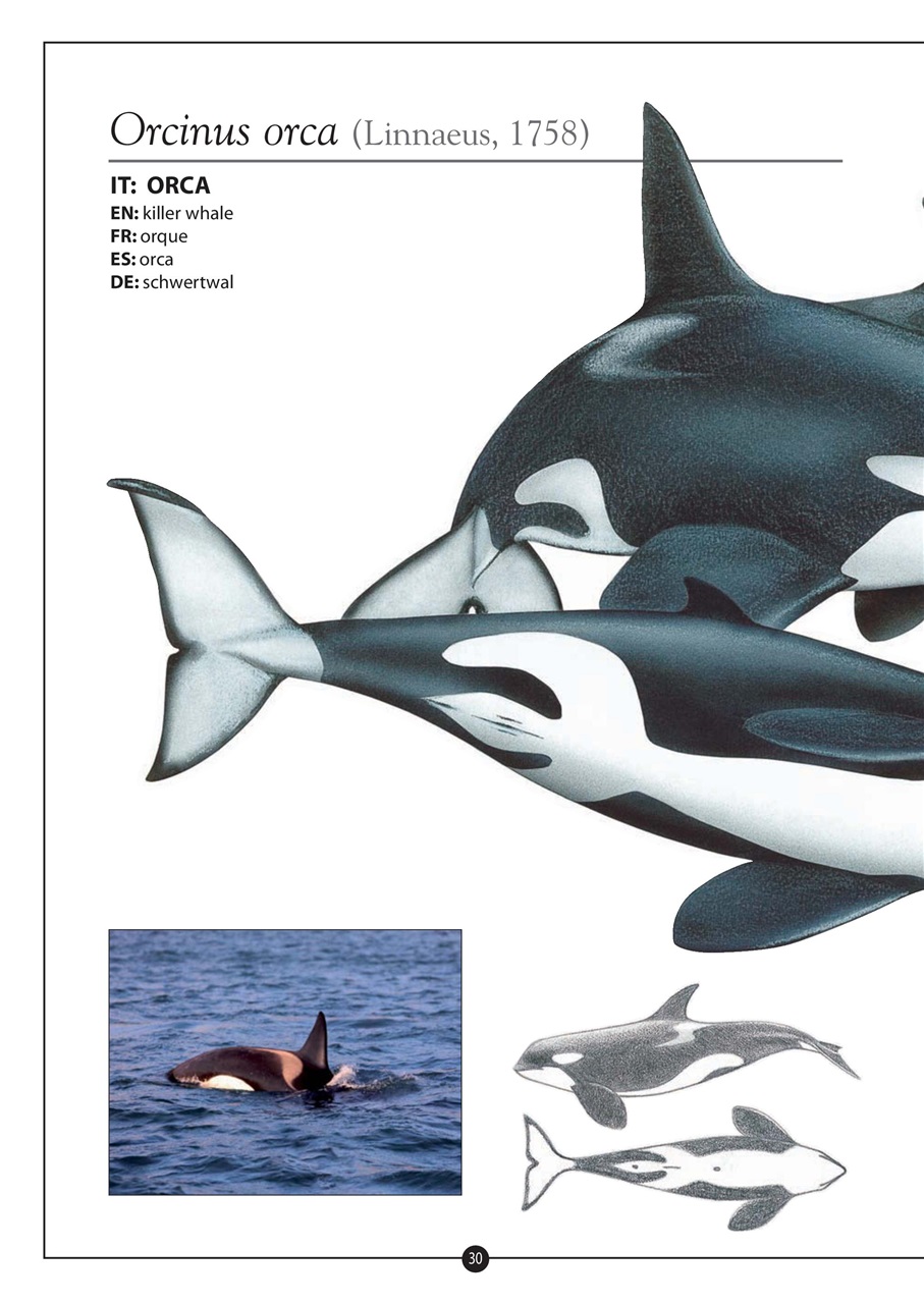 Model Time Preview Pages